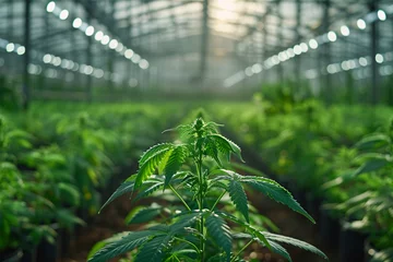 Fotobehang Sunlit cannabis greenhouse with focus on a single plant © youriy