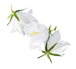 Beautiful white Bellflowers falling in the air isolated on white background - obrazy, fototapety, plakaty
