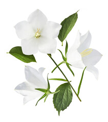 Naklejka na ściany i meble Beautiful white Bellflowers falling in the air isolated on white background