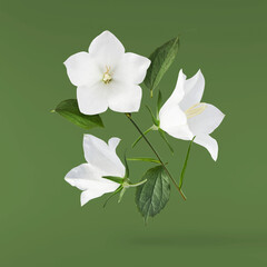 Beautiful white Bellflowers falling in the air isolated on green background