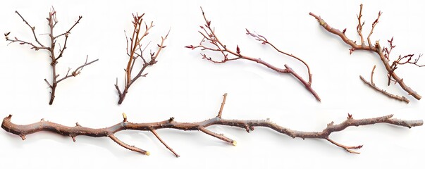 Fototapeta premium set of Birch Branches