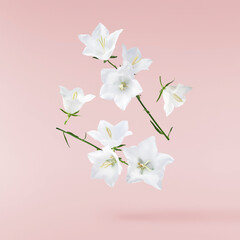 Beautiful white Bellflowers falling in the air isolated on pink background