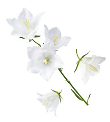 Beautiful white Bellflowers falling in the air isolated on white background