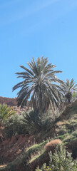 Fototapeta na wymiar palm trees in the desert