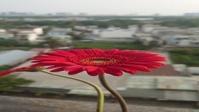 Red gerbera flower in the sunshine
