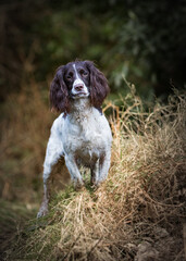 english springer spaniel