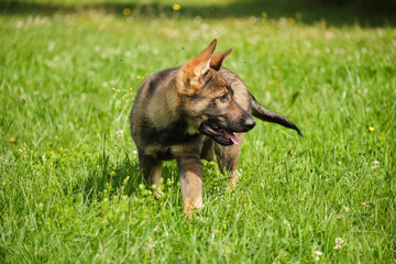 Beautiful German Shepherd puppies playing on a meadow in summer on a sunny day in Skaraborg Sweden