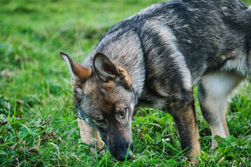Beautiful young German Shepherd female dog in a meadow in summer on a sunny day in Skaraborg Sweden