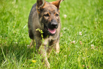 Beautiful German Shepherd puppies playing on a meadow in summer on a sunny day in Skaraborg Sweden
