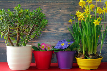 flowers in pots in the garden with a jade plant.