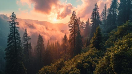 Foto op Plexiglas Generative AI Forest giants, drone's perspective, vibrant sunset hues, dense woodland vista, photorealistic dusk over Sequoia Park © vadosloginov