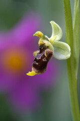 wild orchid Ophris conradiae Sardinia, Italy