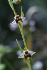 wild orchid Ophris conradiae Sardinia, Italy