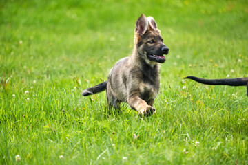 Beautiful German Shepherd puppies playing on a meadow in summer on a sunny day in Skaraborg Sweden