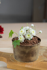 Dessert in the form of a pot with earth and flowers