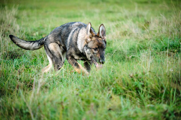 Beautiful young German Shepherd female dog in a meadow in summer on a sunny day in Skaraborg Sweden