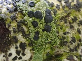 A collection of different lichens on a tree branch