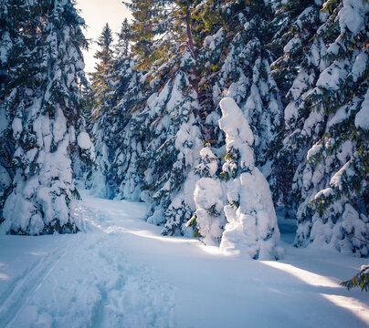 Trekking in the snowy woodland. Exciting winter scene of mountain forest with tourists footsteps, Ukraine, Europe. Fir tree covered by fresh snow at December. Christmas postcard.