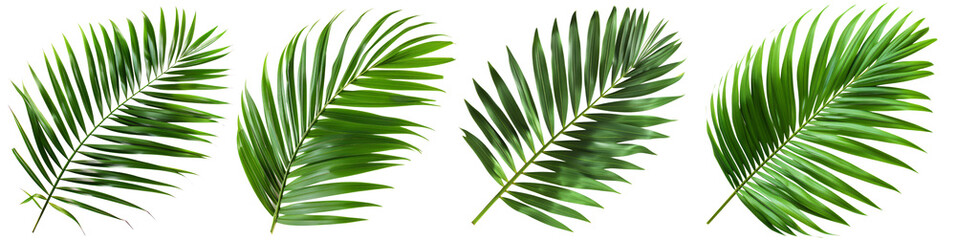 Collection of palm leaves in transparent background, natural tropical plant leaves, aesthetic tropical plants suitable for collage design. Created with Generative AI. - obrazy, fototapety, plakaty