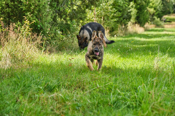 Beautiful German Shepherd puppies playing on a meadow in summer on a sunny day in Skaraborg Sweden