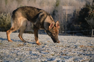 Beautiful young German Shepherd female dog in a meadow in winter on a sunny day in Skaraborg Sweden