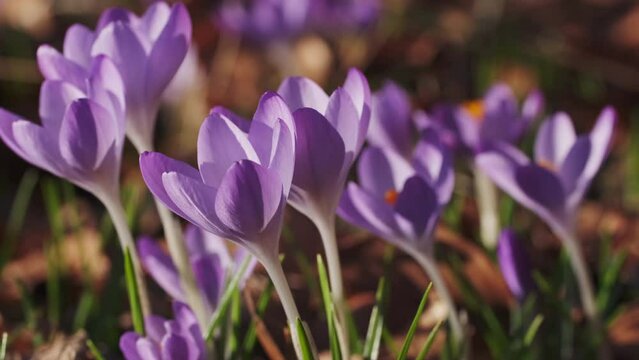 Springtime close-up view of violet crocuses. Soft selective focus of flowering crocus flowers, 4k