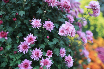 a cluster of orange chrysanthemum flowers, hk