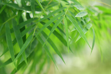 Bamboo leaves in fresh clear morning air. A serene in green nature atmosphere of beautiful bamboo...