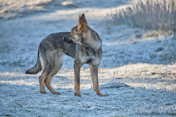 Beautiful young German Shepherd female dog in a meadow in winter on a sunny day in Skaraborg Sweden