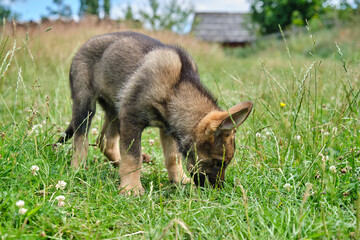 Beautiful German Shepherd puppies playing on a meadow in summer on a sunny day in Skaraborg Sweden