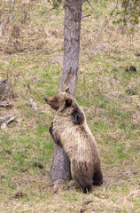 Grizzly Bear in Springtime in Yellowstone National Park Wyoming
