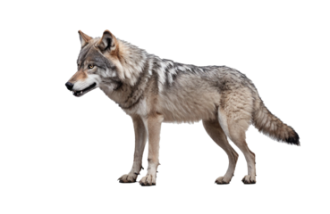 Gray wolf isolated on transparent background