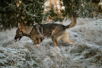 Beautiful young German Shepherd female dog in a meadow in winter on a sunny day in Skaraborg Sweden