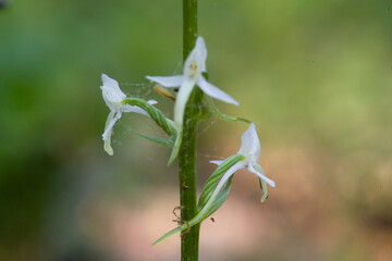 wild orchid (Platanthera bifolia) San Leonardo. Macomer. Sardegna. Italia