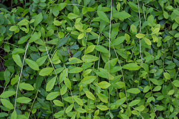 Fototapeta na wymiar close up of fresh green leaves for background