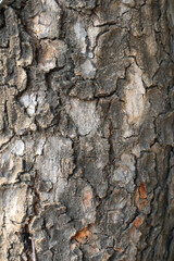 close up of tree bark textured background