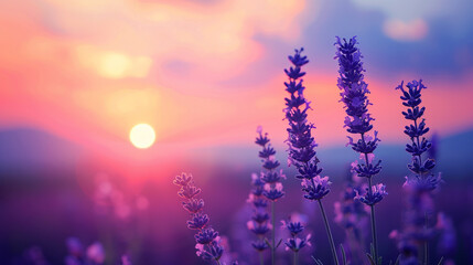 Obraz premium Calm morning atmosphere and sunrise in a lavender field.