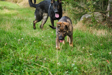 Beautiful German Shepherd puppies playing on a meadow in summer on a sunny day in Skaraborg Sweden