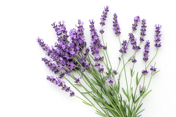 Lavender Bouquet on a White Background.