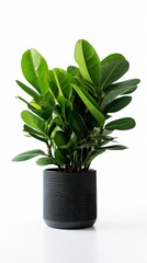Fototapeta na wymiar Stock image of a ZZ Plant on a white background, thick, dark green leaves, low-maintenance and modern Generative AI