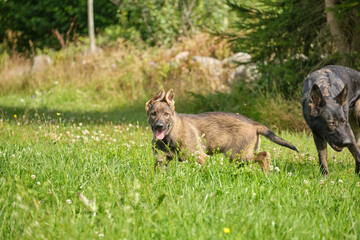 Beautiful German Shepherd puppies playing on a meadow in summer on a sunny day in Skaraborg Sweden