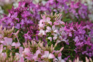 Obraz na płótnie Canvas Pink tarenaya, also known as spider flowers or grandfatherÕs whiskers, in flower.