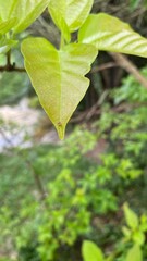 green leaves in the forest