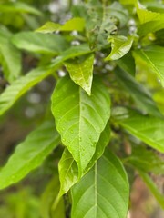 green leaves with dew drops