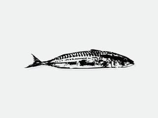 Black and white illustration sketch of a tuna hand drawing vector isolated on white background.