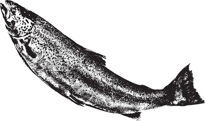 Black and white illustration sketch of a Salmon hand drawing vector isolated on white background.