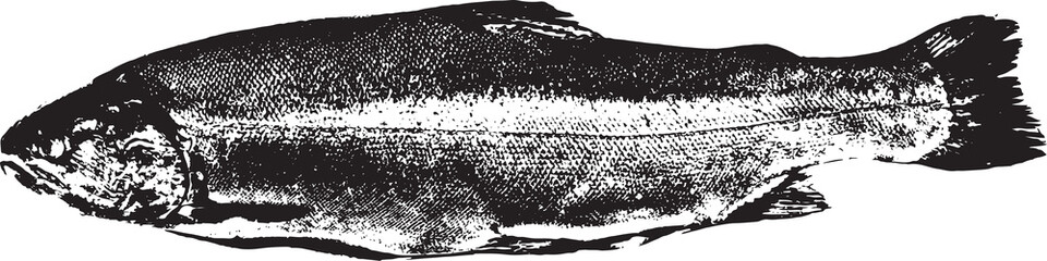 Black and white illustration sketch of a Salmon hand drawing vector isolated on white background.