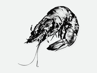 Black and white illustration sketch of a Prawn hand drawing vector isolated on white background.