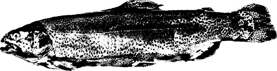 Black and white illustration sketch of a Salmon hand drawing vector isolated on white background.
