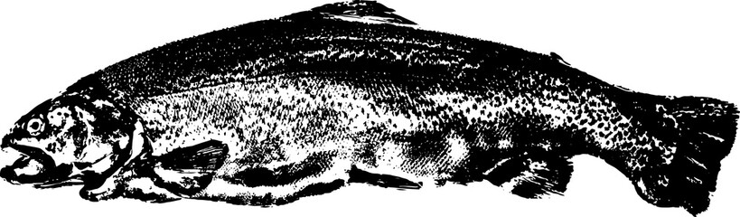 Black and white illustration sketch of a Salmon hand drawing vector isolated on white background.